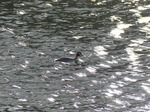 FZ011885 Great Crested Grebe (Podiceps cristatus).jpg